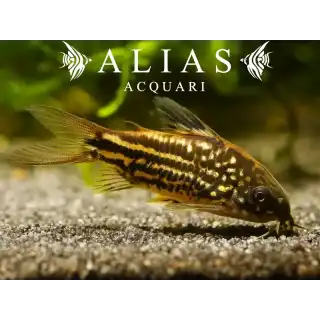 Corydoras Napoensis