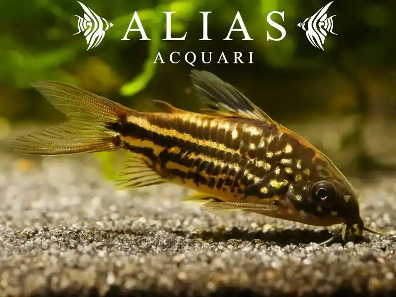 Corydoras Napoensis