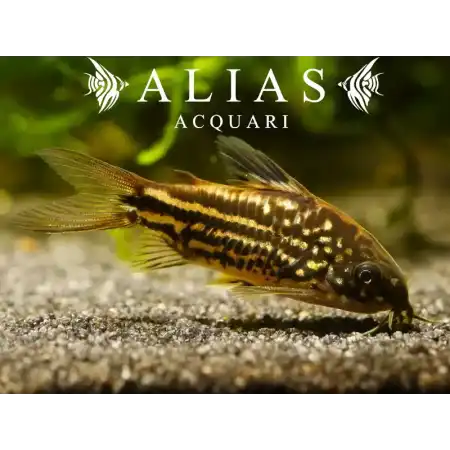 Corydoras Napoensis