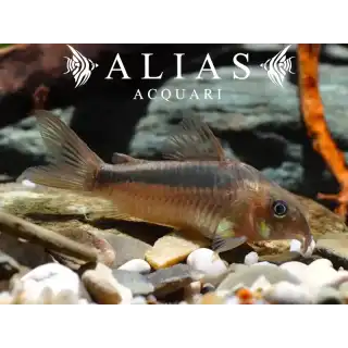 Corydoras Rabauti