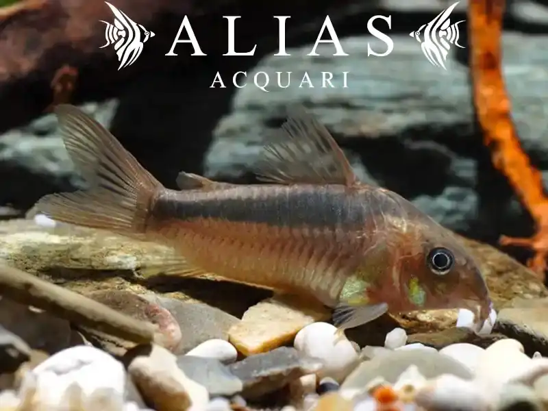 Corydoras Rabauti
