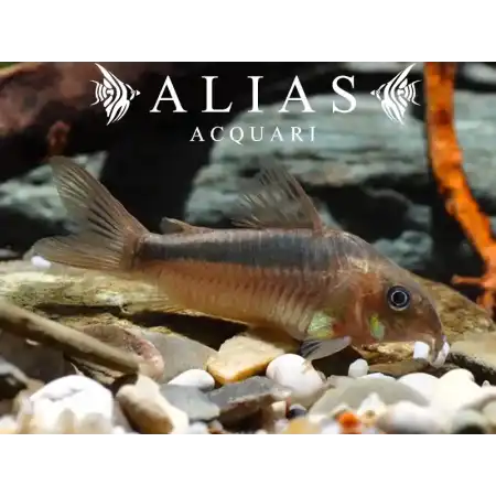 Corydoras Rabauti