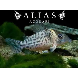 Corydoras punctatus