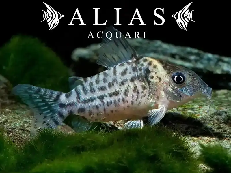 Corydoras punctatus