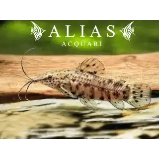 Hoplosternum thoracatum