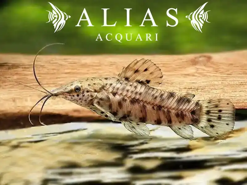 Hoplosternum thoracatum
