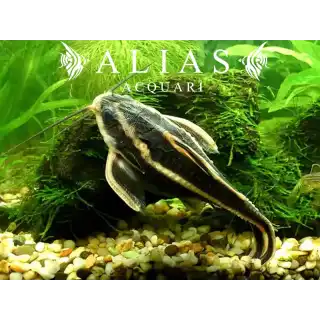 Platydoras costatus