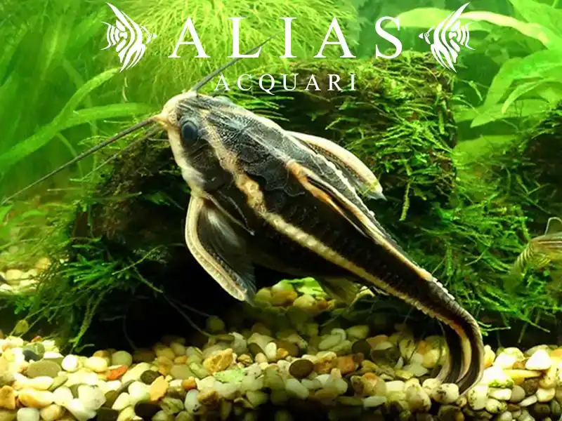 Platydoras costatus