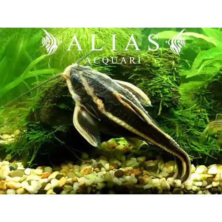 Platydoras costatus