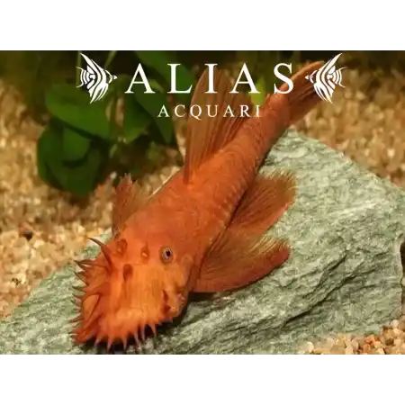 Ancistrus sp. super red