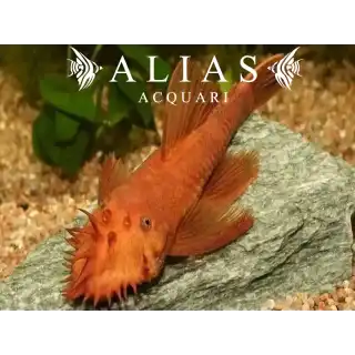 Ancistrus sp. super red