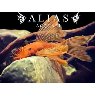 Ancistrus sp. super red long fin