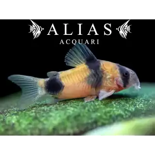 Corydoras Weitzmani
