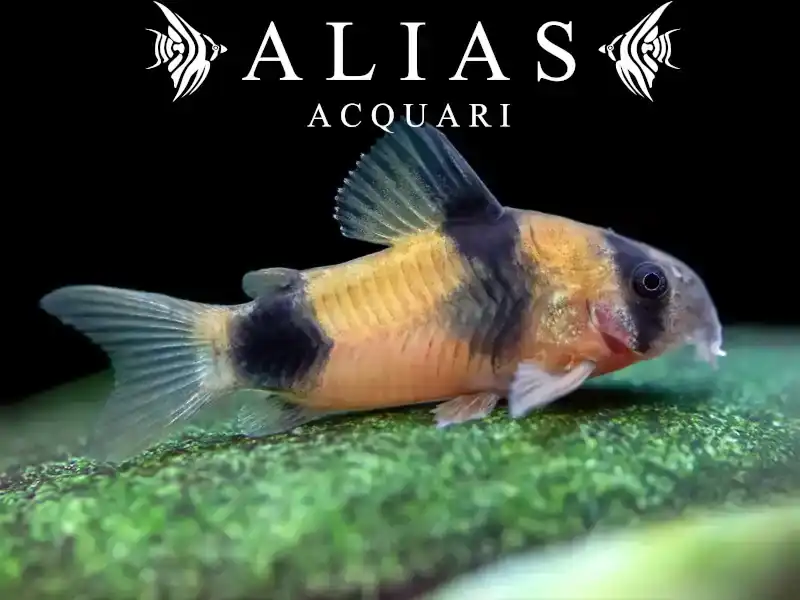 Corydoras Weitzmani