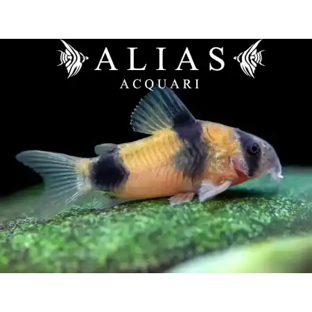 Corydoras Weitzmani
