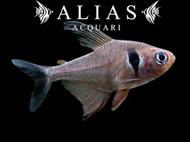Megalamphodus Megalopterus