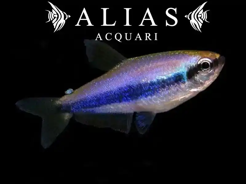 Inpaichthys kerri
