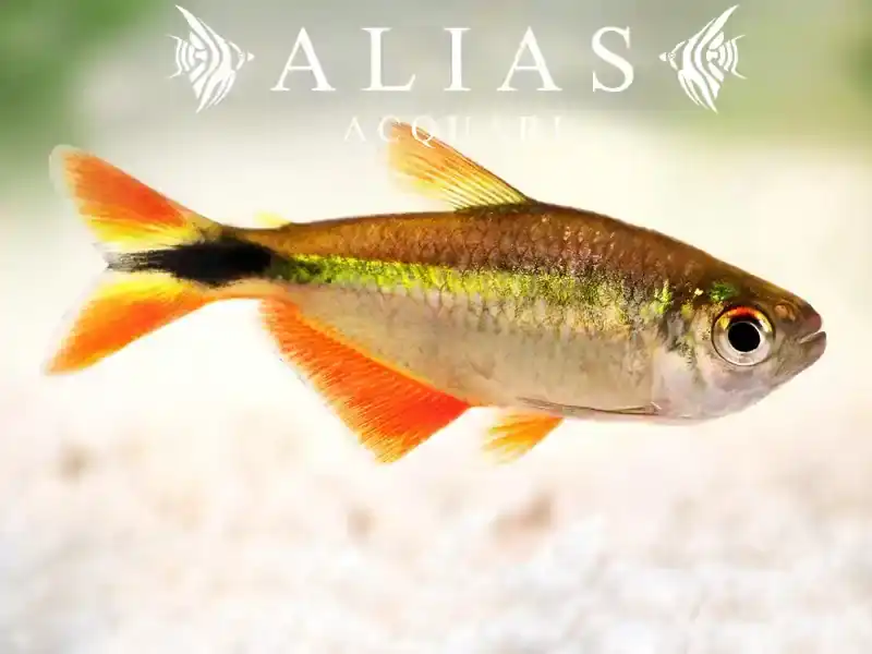 Hemigrammus Caudovittatus