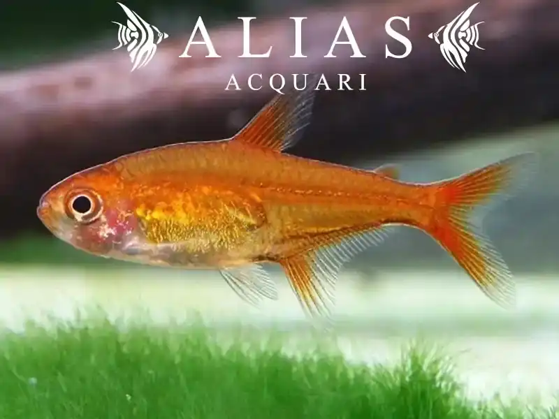Hyphessobrycon Amandae