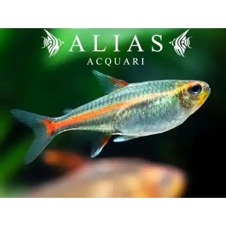 Hemigrammus Erythrozonus