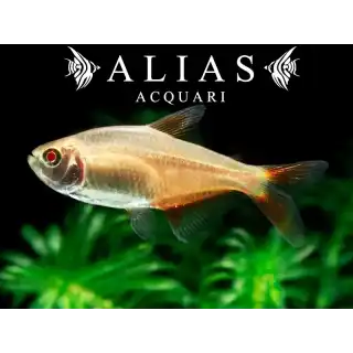 Hemigrammus Caudovittatus gold