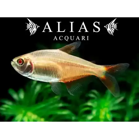 Hemigrammus Caudovittatus gold