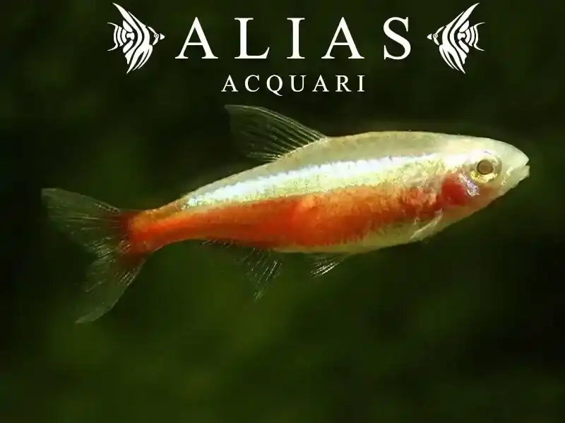 Cheirodon Axelrodi Gold