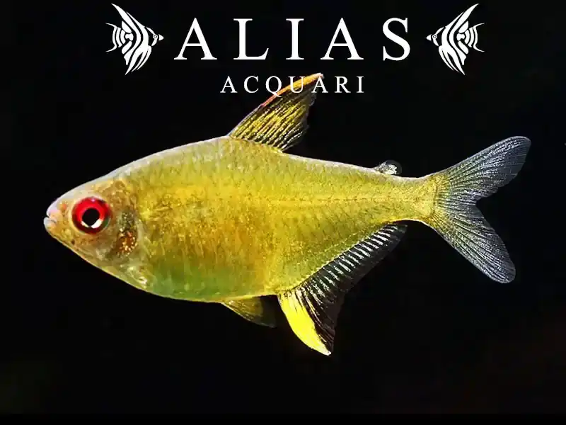Hyphessobrycon Pulchripinnis