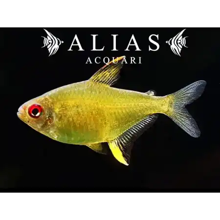 Hyphessobrycon Pulchripinnis