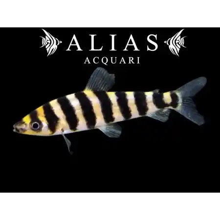 Leporinus affinis