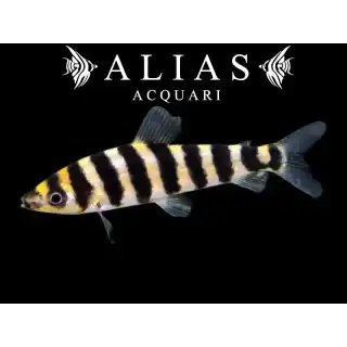 Leporinus affinis