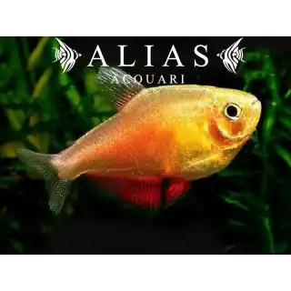 Hyphessobrycon Flammeus orange