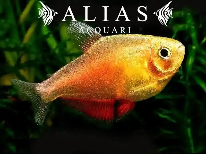 Hyphessobrycon Flammeus orange