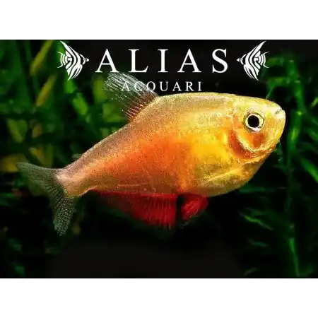 Hyphessobrycon Flammeus orange