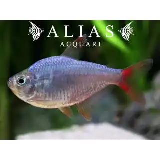 Moenkhausia Columbiana red-blue