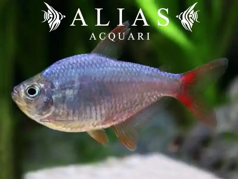 Moenkhausia Columbiana red-blue