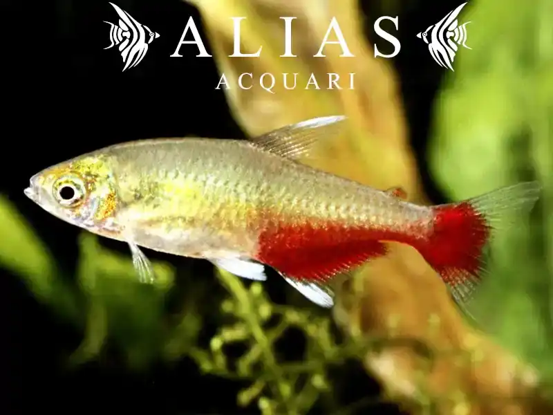 Aphyocharax Rathbuni