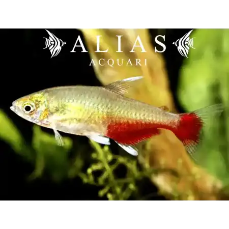 Aphyocharax Rathbuni