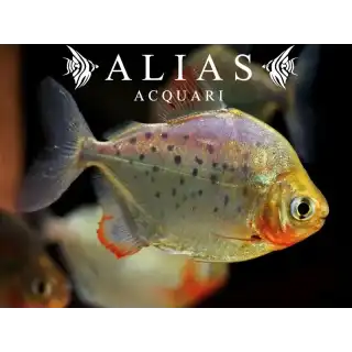 Metynnis maculatus
