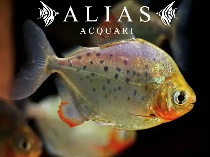 Metynnis maculatus