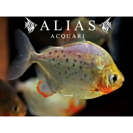 Metynnis maculatus