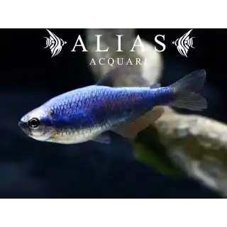 Inpaichthys kerri superblue