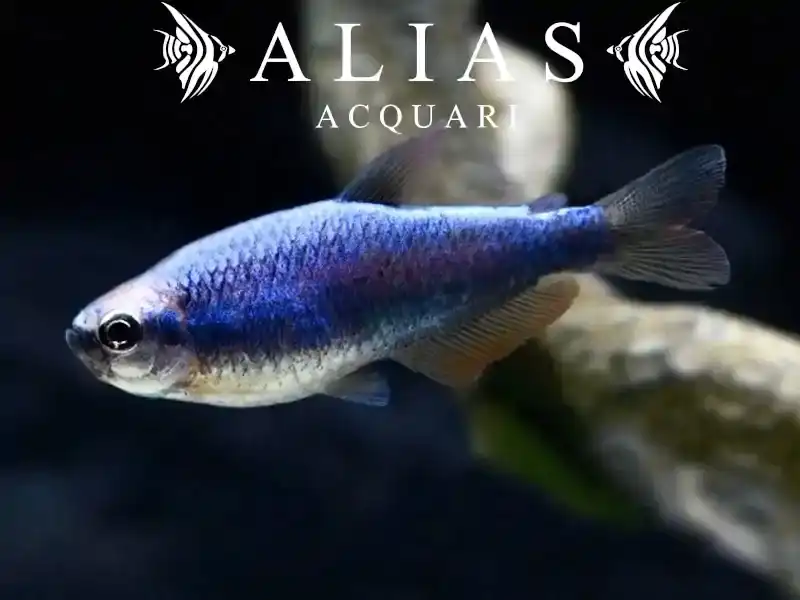 Inpaichthys kerri superblue