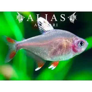 Hyphessobrycon Bentosi white fin