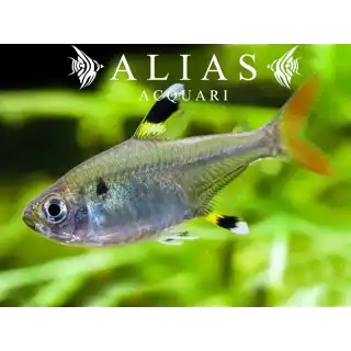 Pristella Maxillaris