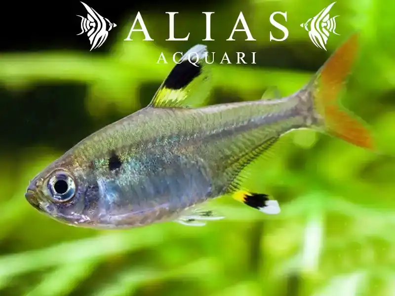 Pristella Maxillaris