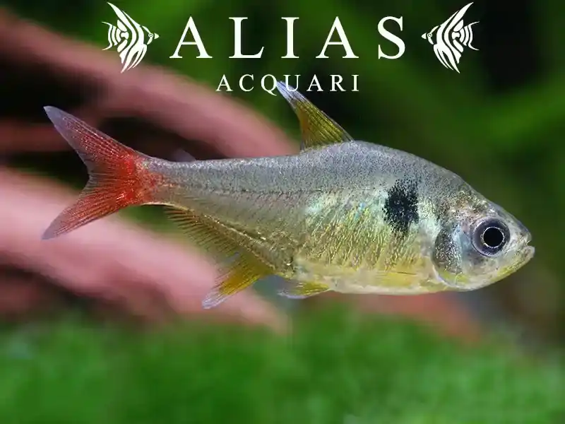 Megalamphodus Roseus