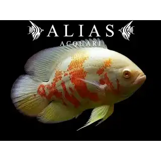 Astronotus Ocellatus Albino