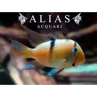Guianacara Dacrya
