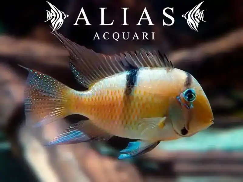 Guianacara Dacrya